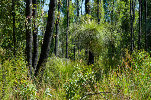 Grass trees Xanthorrhoea in the natural habitat, thriving amidst lush Australian vegetation. The striking black trunks and spiky foliage create a dramatic and iconic landscape in the native bushland. photo