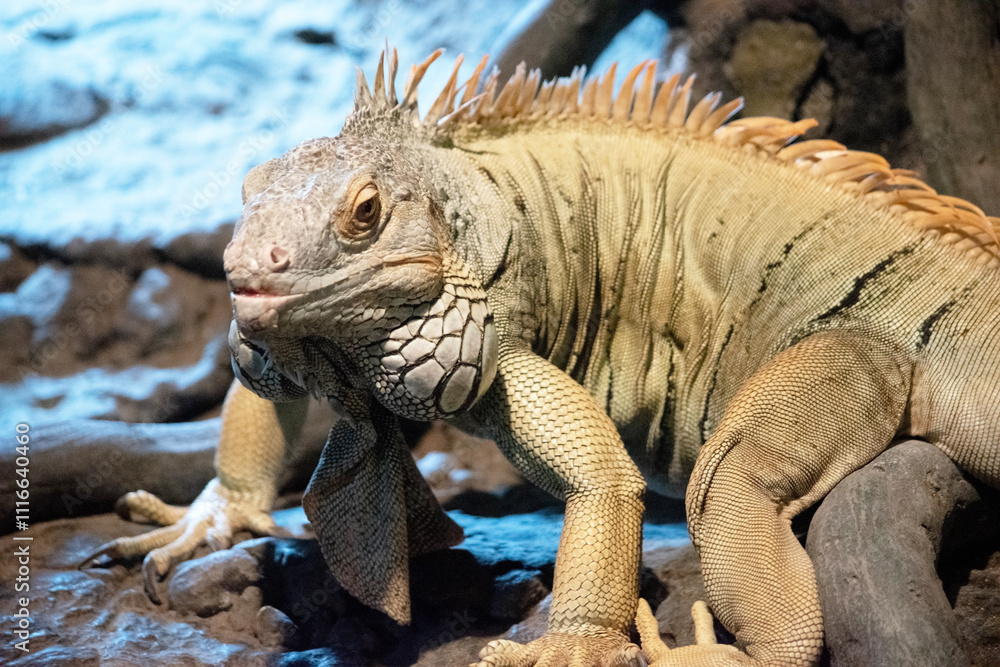 Fototapeta premium this is a close up of a green iguana