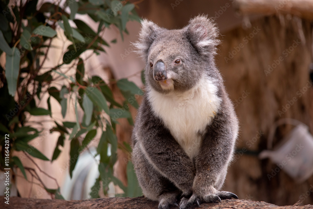 Fototapeta premium the Koala has a large round head, big furry ears and big black nose. Their fur is usually grey-brown in color with white fur on the chest, inner arms, ears and bottom.