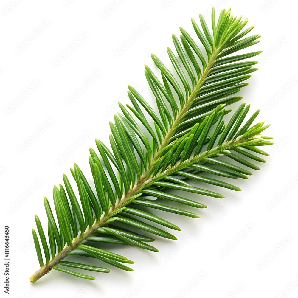 Obraz premium green leaf on a white background