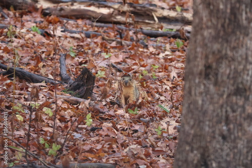 Squirrel In the Woods