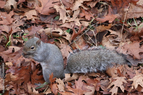 Squirrel in the Woods