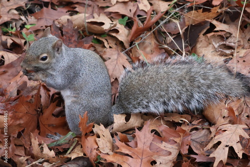 Fall Squirrel in the Woods 