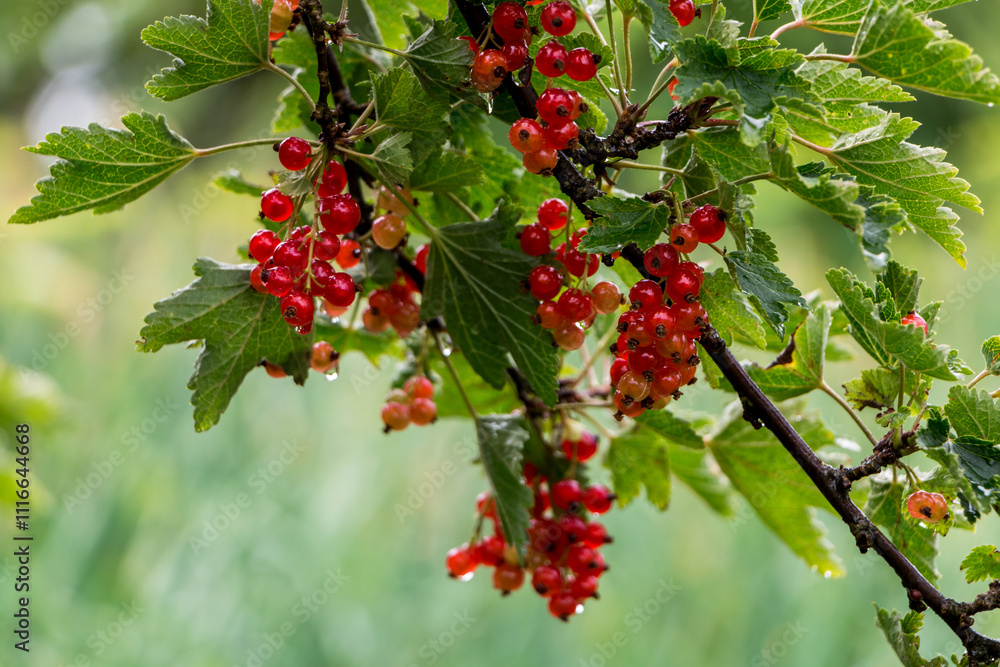 bush with red currant berries after rain close-up bush with red currant berries after rain close-up