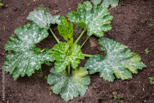 powdery mildew disease on zucchini leaves