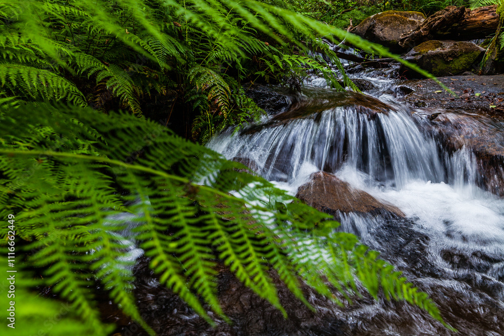 Fototapeta premium A tranquil forest scene with a small waterfall cascading over rocks, framed by lush green ferns