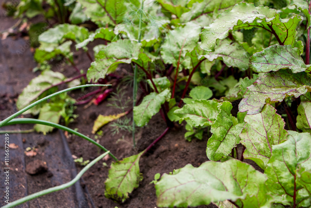 the process of growing beets in a garden bed the process of growing beets in a garden bed
