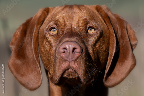 Vizsla Porträt photo