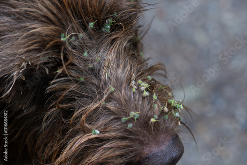 Kletten in Hundegesicht photo