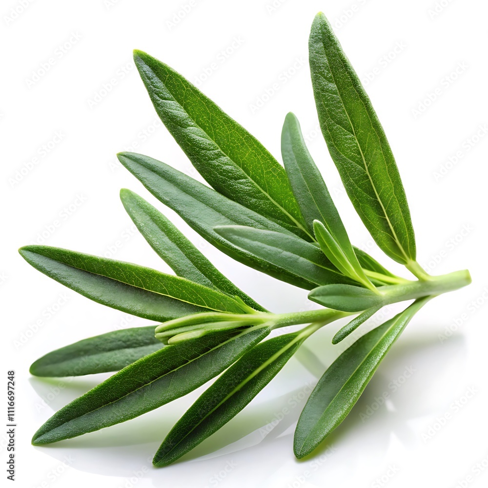 Obraz premium Green Leaf Vector Illustrations on White Background - Minimal and Elegant