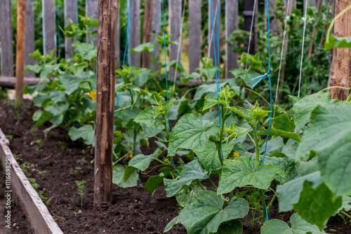 the process of growing cucumbers in the garden 