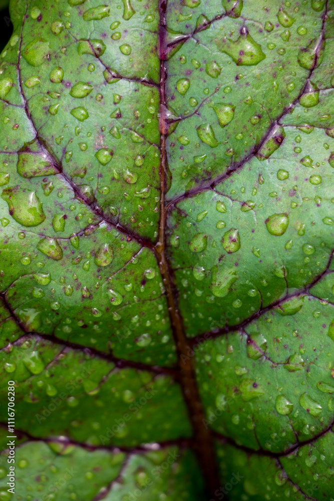 Obraz premium close up texture of green beet leaf with raindrops, natural green background.