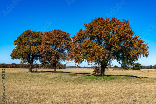 Three Autumn Trees