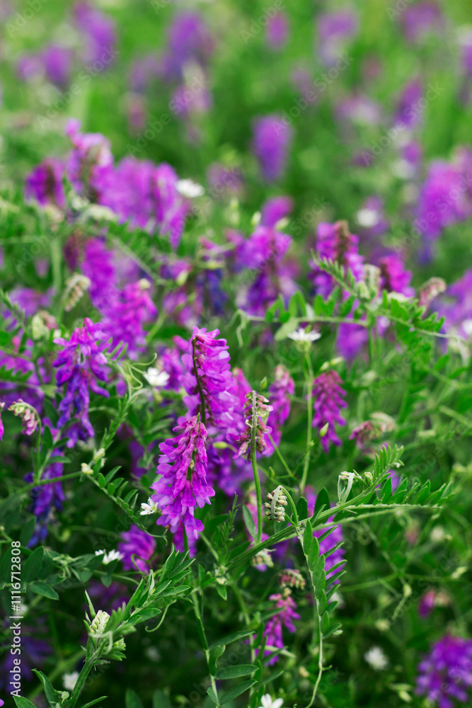 Obraz premium summer close up in the field of purple flowers