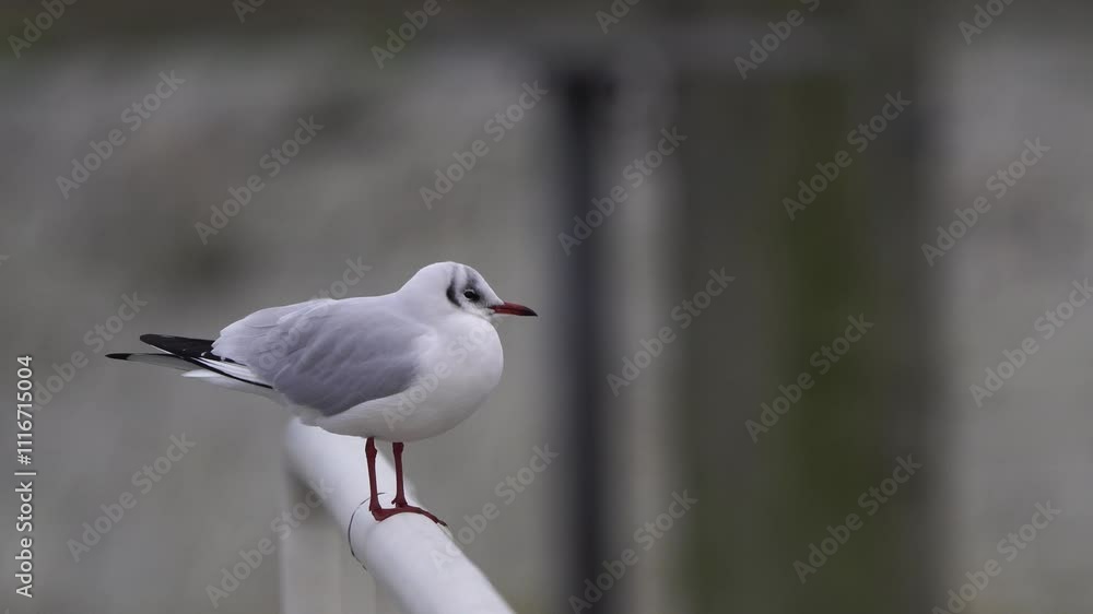 A black-headed gull (Chroicocephalus ridibundus) standing on a railing and looking at you A black-headed gull (Chroicocephalus ridibundus) standing on a railing and looking at you