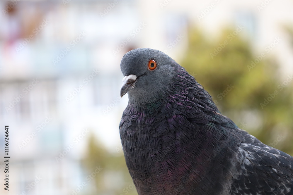 Fototapeta premium Male Pigeon closeup portrait, grey bird, animal head in close up