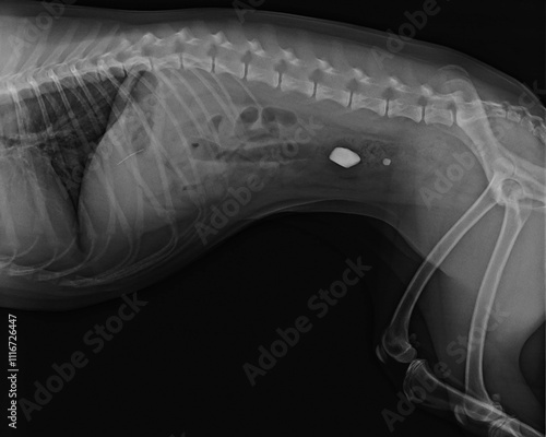 X-ray of a dog after swallowing stones. Foreign body ingestion in dogs.
