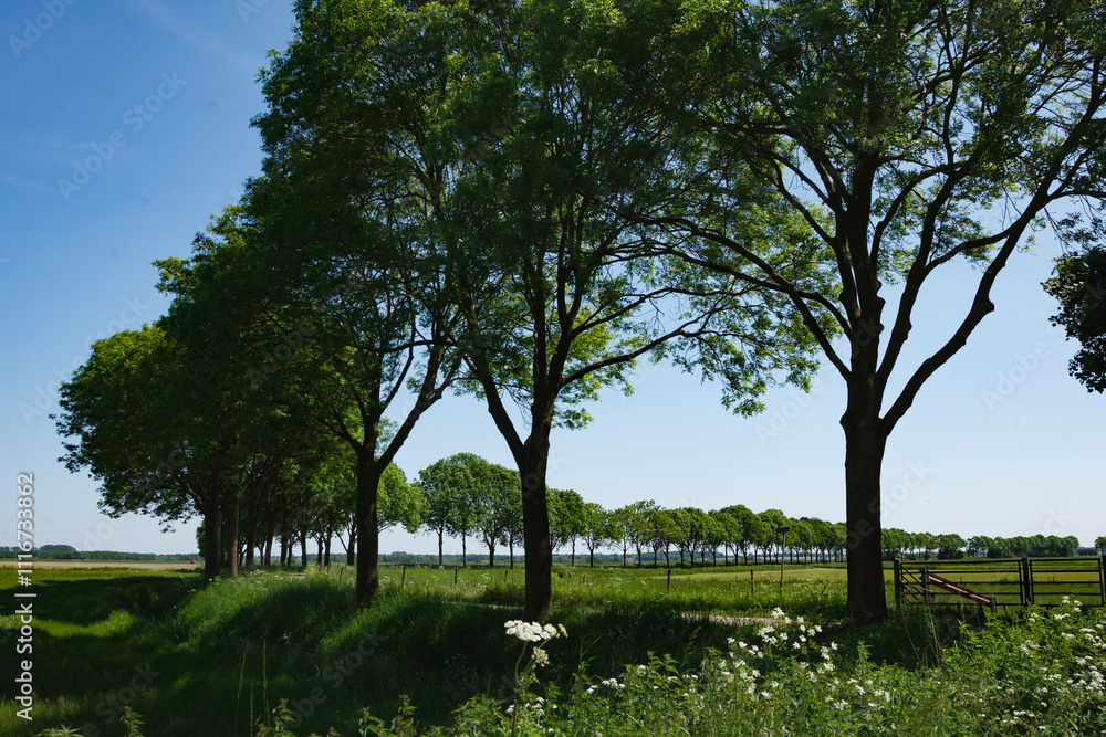 Tall green trees line a serene landscape with clear blue sky in a peaceful rural setting during daylight Tall green trees line a serene landscape with clear blue sky in a peaceful rural setting during daylight