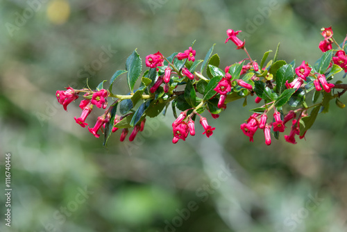 Close up of escallonia rubra flowers in bloom