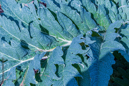 Textured Leaves of Ornamental Kale in Shades of Blue