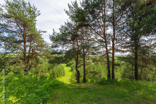 Summer landscape, pine trees, green grass and road