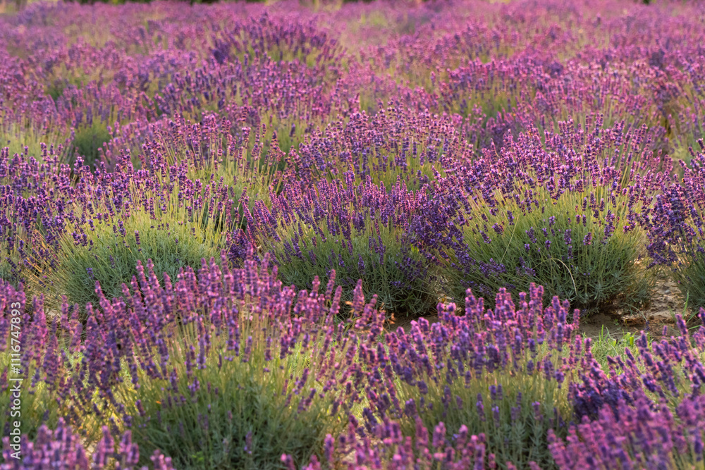 Fototapeta premium Pole lawendy w pełnym rozkwicie