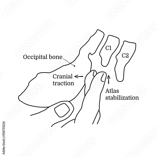 The concept of alternative medicine occipital and atlas correction. Treatment of the occipital diaphragm with hands. Craniosacral therapy session. Vector illustration isolated on white background
