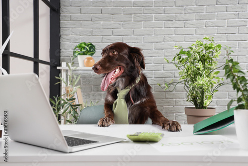 Funny dog with necktie at t...