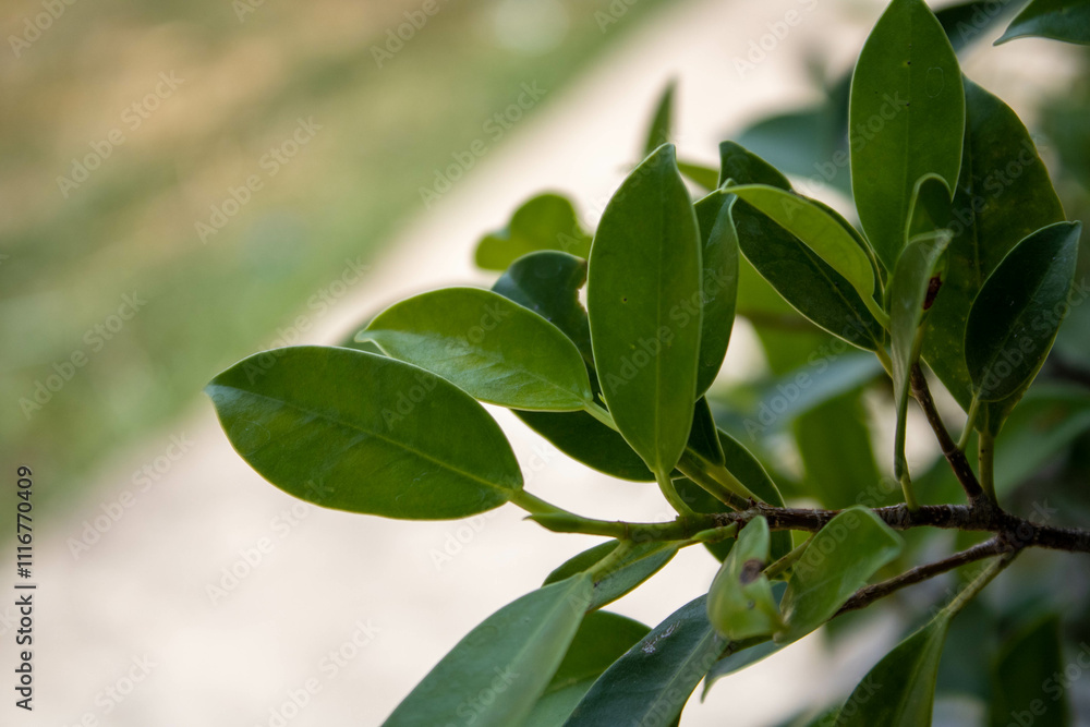 Fototapeta premium green leaves on a branch