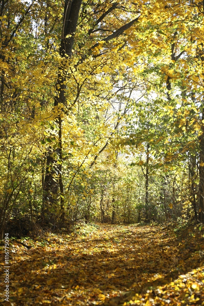 Obraz premium Beautiful trees and fallen leaves in autumnal park