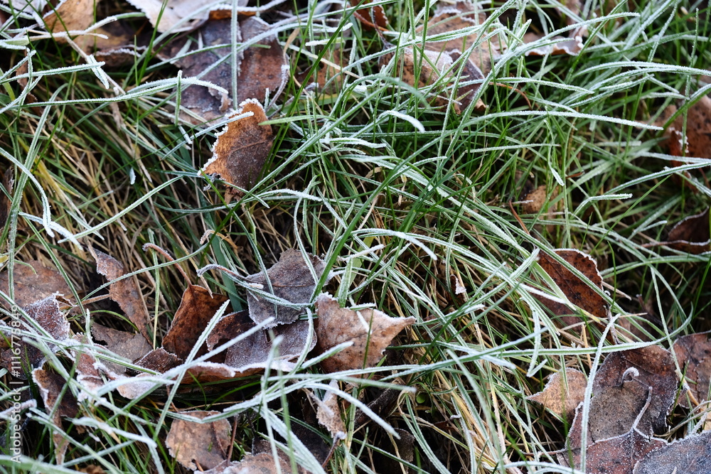 Fototapeta premium Frozen autumn leaves. Morning sun in the autumn forest. Tree without leaves