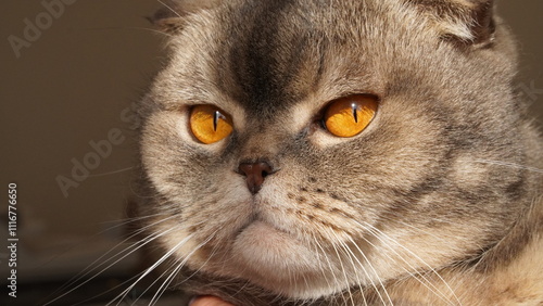 Scottish fold cat.
A breed of domestic cat with characteristic ears that are curved forward and downward, which is caused by the action of a dominant gene that arose as a result of a natural mutation  photo