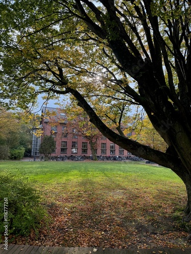 Beautiful tree and dry fallen leaves in residential area on autumn day