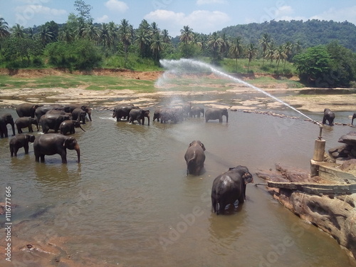 elephants are in the water and spraying water from a hose, a picture by Bholekar Srihari, dribble, samikshavad, elephants, water jets, the best of elephants