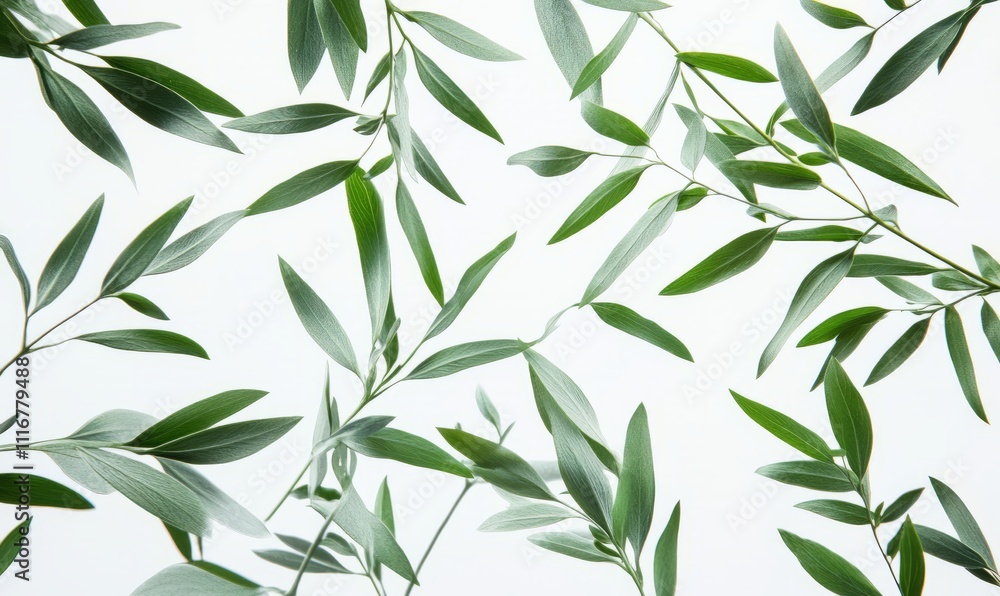 A close-up of green, leafy branches against a sleek white background. A close-up of green, leafy branches against a sleek white background.