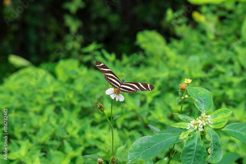 Mariposa Cebra de Alas Largas (Heliconius charithonia) photo