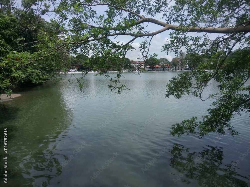 reflection of trees in the water