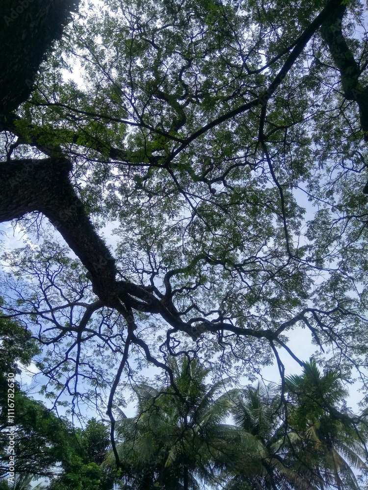 trees in the sky