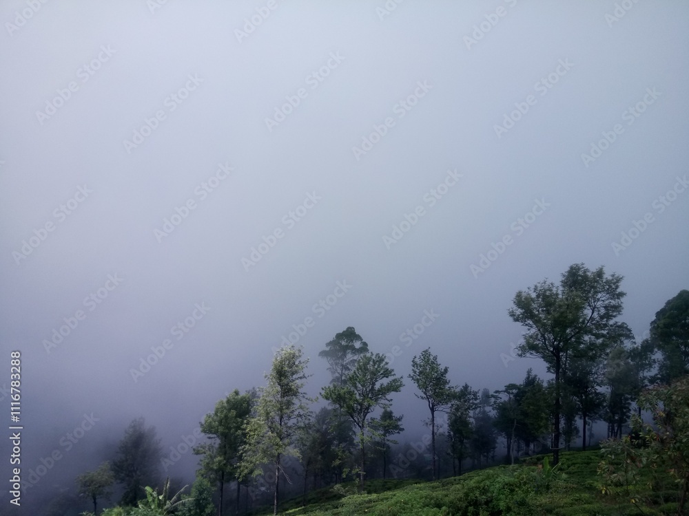 misty morning in the forest