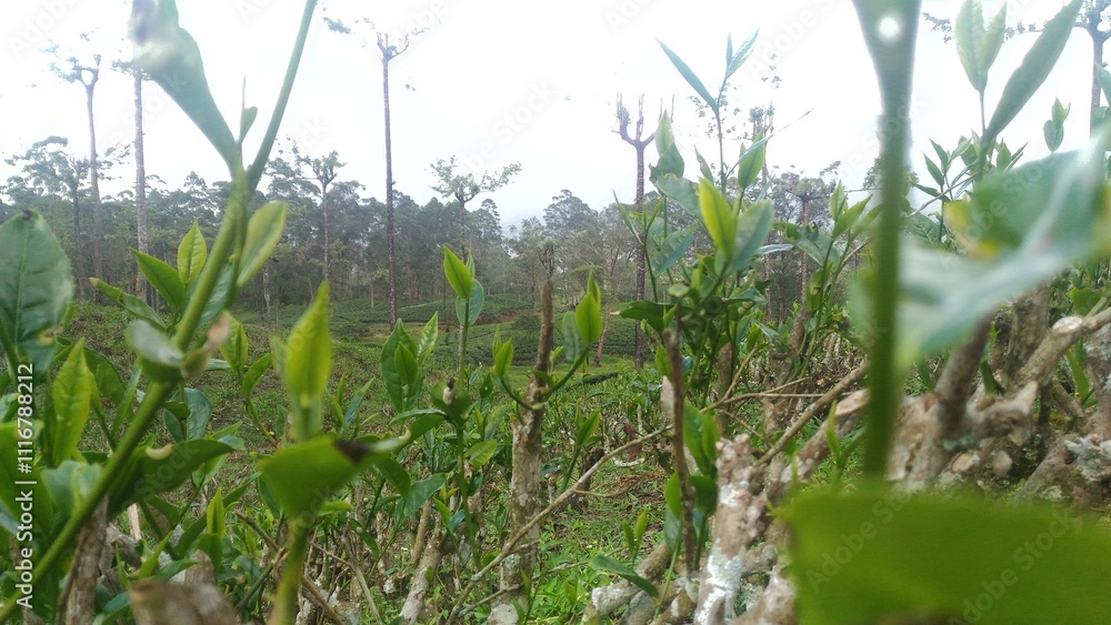 grass in the wind