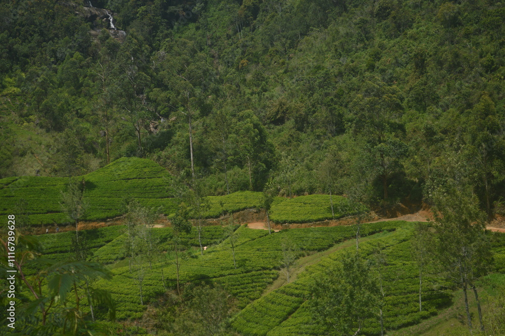 rice terraces in island