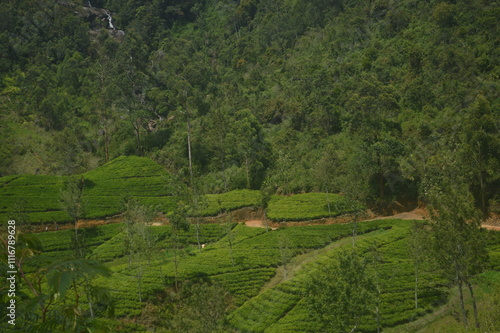 Obraz na płótnie rice terraces in island w salonie