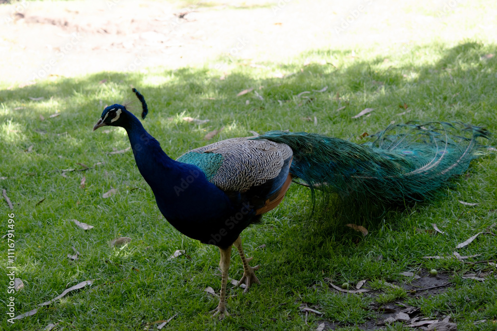 Fototapeta premium the peacock is walking across the field
