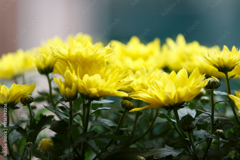 Bright yellow chrysanthemums bloom in a garden setting during a sunny afternoon, showcasing their vibrant petals and greenery