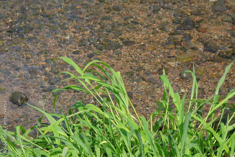 Green grass beside a small, clear river. Copy space. Nature and environmental concepts Green grass beside a small, clear river. Copy space. Nature and environmental concepts