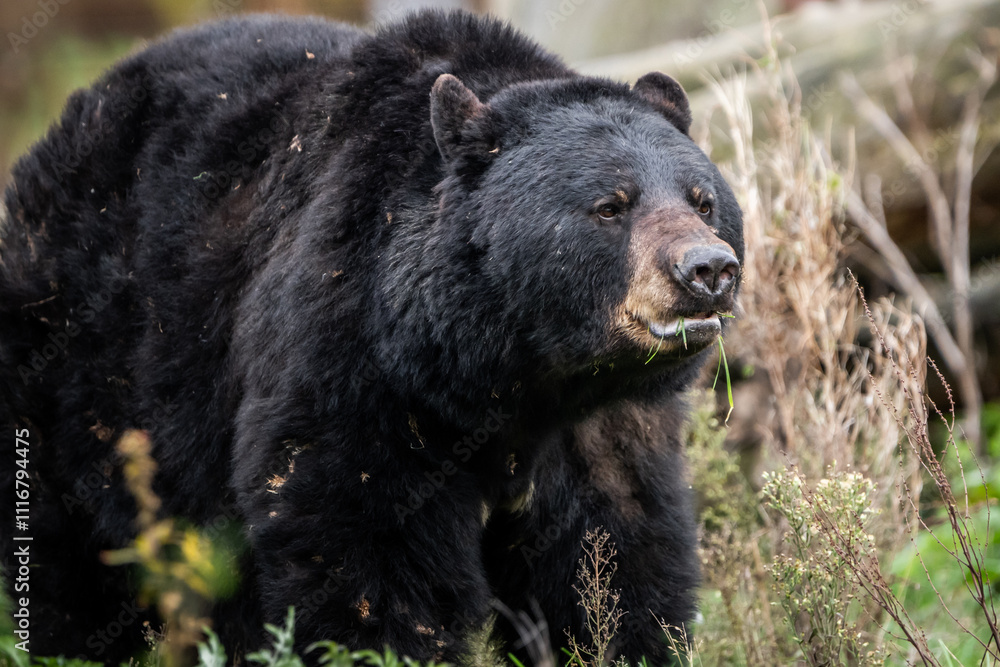 Black bear searching for food
