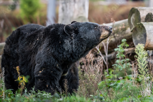 Black bear searching for food