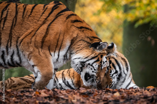 Tiger zärtlicher Kopfstoß