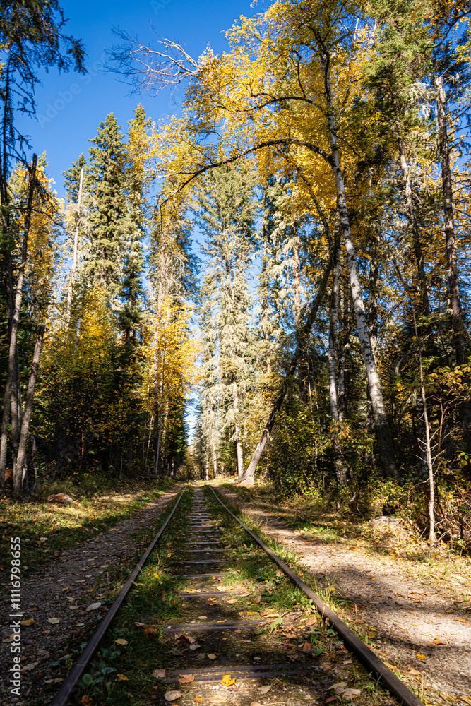 Obraz premium A train track in a forest with trees in the background