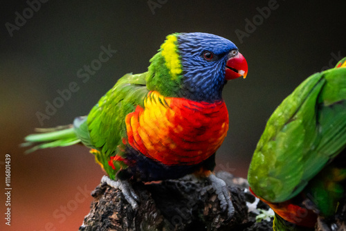 Rainbow Lorikeet